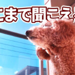 マンションで犬の鳴き声はどこまで聞こえる？日常生活音との比較と効果的な防音グッズを紹介します！